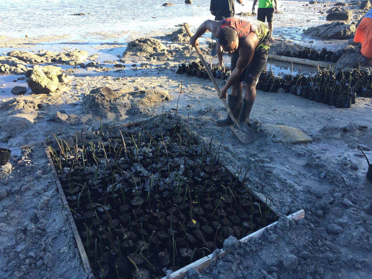 Through @BMZ_Bund funding,Nacula community are able to set up over 1,000 mangrove 🌱 this morning to help protect their coast line and strengthen their marine biodiversity. @Paul_Gamblin @IYOR2018 @sdgpacific @spc_live @COP23Bonn @FijiNDMO @GCAS2018 @climateWWF