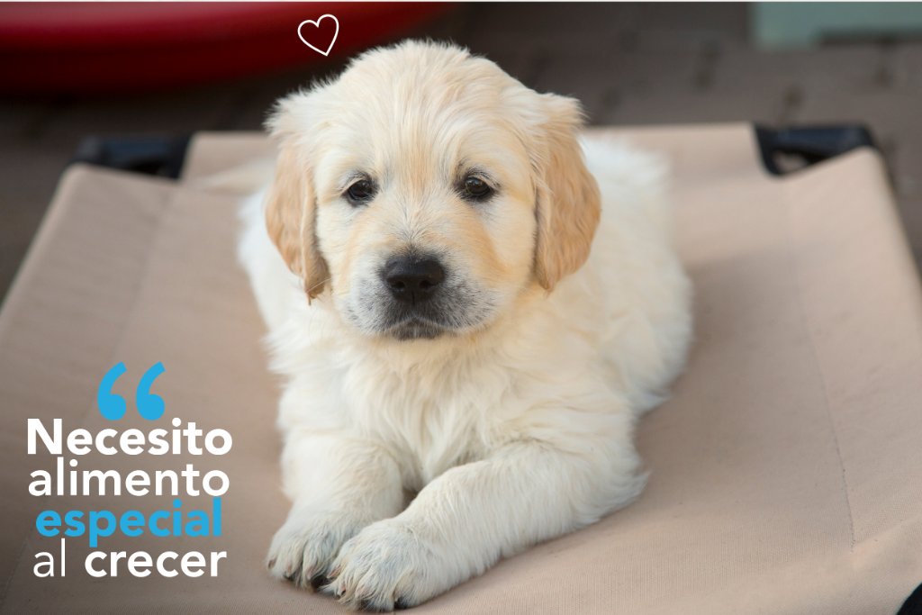 mimascotayyomx's tweet photo. #SabíasQue Un cachorro necesita mayor cantidad de nutrientes y calorías en su alimentación, ya que se encuentra en pleno desarrollo y tiene más actividad física. https://t.co/Rq40riOHTb https://t.co/1vpi2j5v3m
