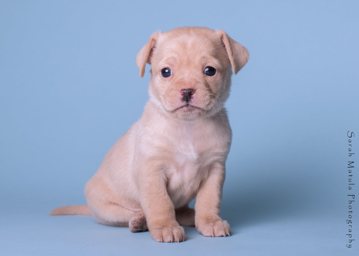 HSPPR's tweet image. It's #NationalLostDogAwarenessDay! Have you been to our Lost &amp;amp; Found website at missmypet.org? This is the best place to look for strays in our building and found by the community as well as fill out Lost or Found reports. #KeepEmSafe #HappyTailsHappyHearts