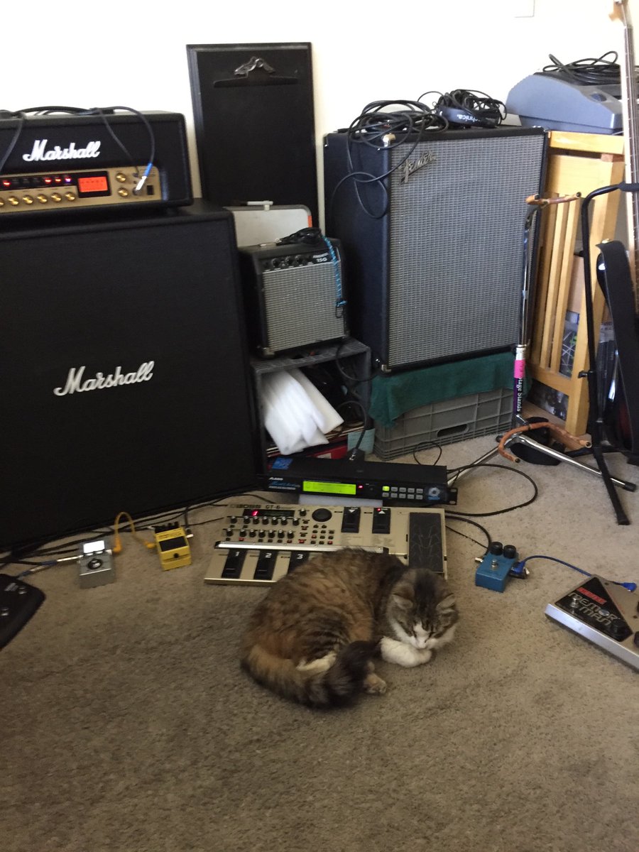 TexturedRock's tweet image. Kitties love Shoegaze. #DKFM #shoegaze #dreampop