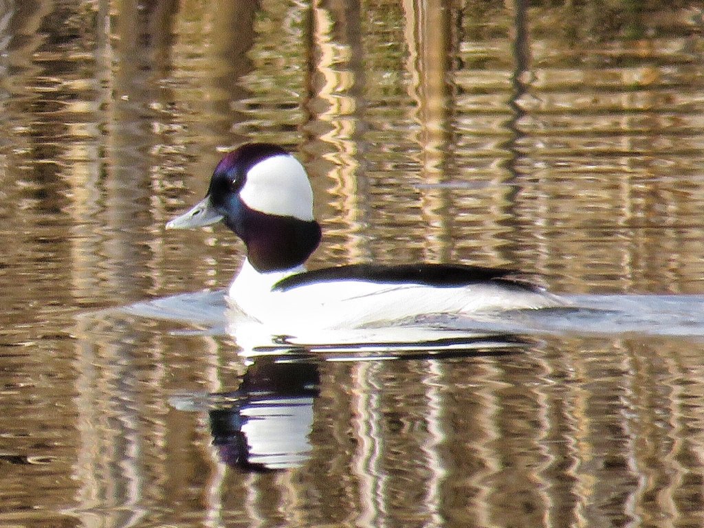 mikulichj's tweet photo. Another spotting from last weekend: Bufflehead https://t.co/xlAWJMMedn https://t.co/xbe3Z55lJH