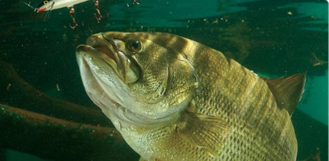 Fishing Friends and Great Follows 👀🎣👊💥
<a href="/RichardRitchi12/">Richard Ritchie 🇺🇸</a> 
<a href="/LimeyBasstard/">David Cook 🇨🇦🇨🇦🇨🇦🇨🇦🇨🇦🇨🇦🇨🇦</a> 
<a href="/CremeLures/">Creme Lure Co.</a> 
<a href="/themadbasser/">the mad basser</a> 
<a href="/Britt_Jill_/">Brittany Jill</a> 
<a href="/ADKBassBaby/">SuperstitiousFisher</a> 
<a href="/feel_reel/">FISH 🐠 ING</a> 
<a href="/CaptMarciano/">Capt. Dave Marciano</a> 
<a href="/kv198champion/">Kevin Vaughan</a> 
<a href="/SchreckTrent/">YakFish'N</a> 
<a href="/Bearded_King88/">Bearded King</a> 
<a href="/kayakdude7/">MGB 🇨🇦🇺🇦 Outdoors</a> 
@BassMerica 
@RAH_Tackle 
<a href="/drophookapp/">Drophook</a>