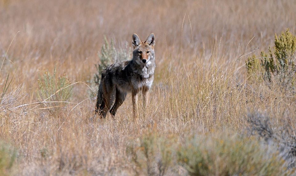 USFWS_PSW's tweet image. #Coyotes are the most vocal of the wild canines; at least 11 different kinds of vocalization have been documented, including woofs, barks, yips, growls, yelps, lone howls, group howls, greeting songs and group yip-howls. Photo taken at #Modoc National #WildlifeRefuge.

📷: USFWS