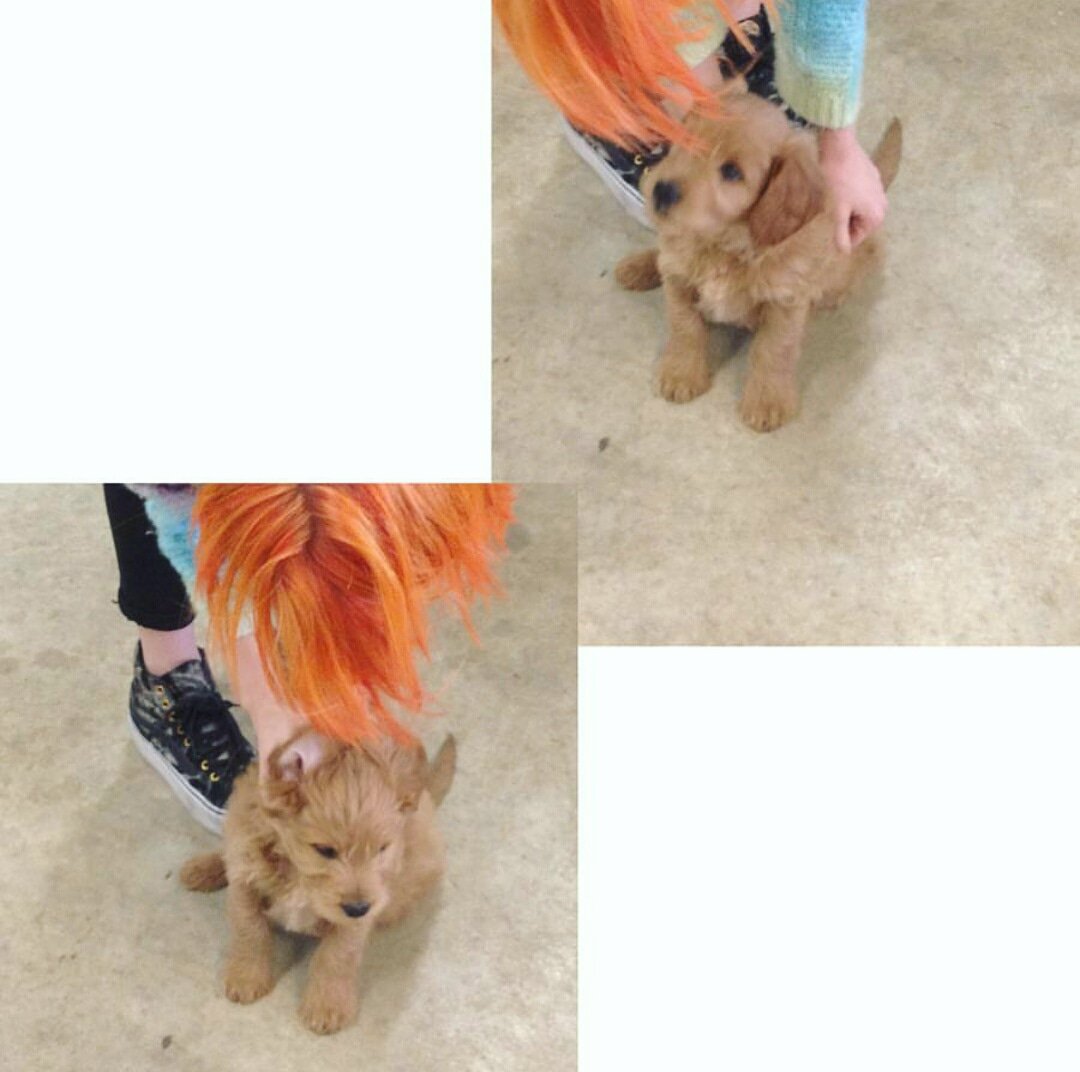 PARAMOREPARAGU1's tweet photo. Las imágenes raras han surgido en mi vida haciendo total sentido hace 4 AÑOS. Alf!
-Hayley vía IG-

#Paramore #loveparamore #Parafamily #Paramoreismylife #IloveParamore #Paramoreparaguay #Pmore #Paramoreband #weareparamore #afterlaughter #Hayleywilliams #TaylorYork #zacfarro https://t.co/ujHZaTNwJ0
