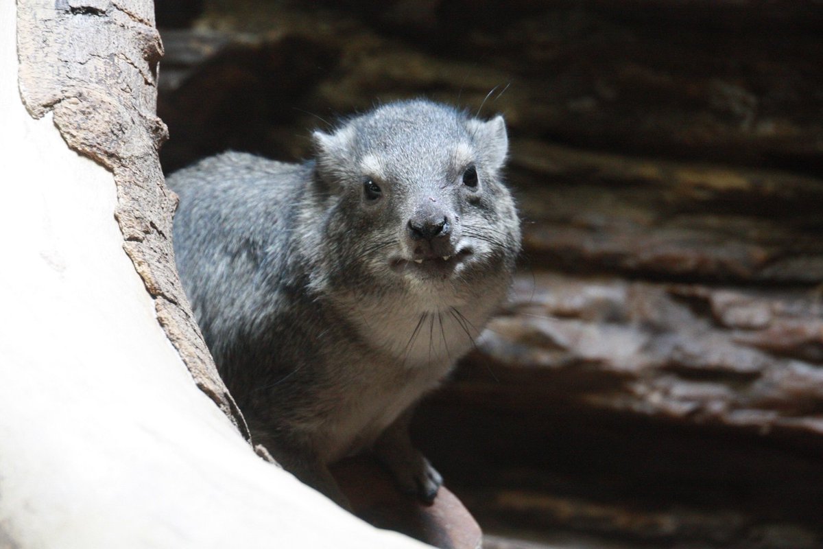 上野動物園 公式 おはようございます 上野動物園開園です Good Morning We Are Open Today ケープハイラックス 上野動物園 公式 おはようございます 上野動物園開園です Good Morning We Are Open Today ケープハイラックス