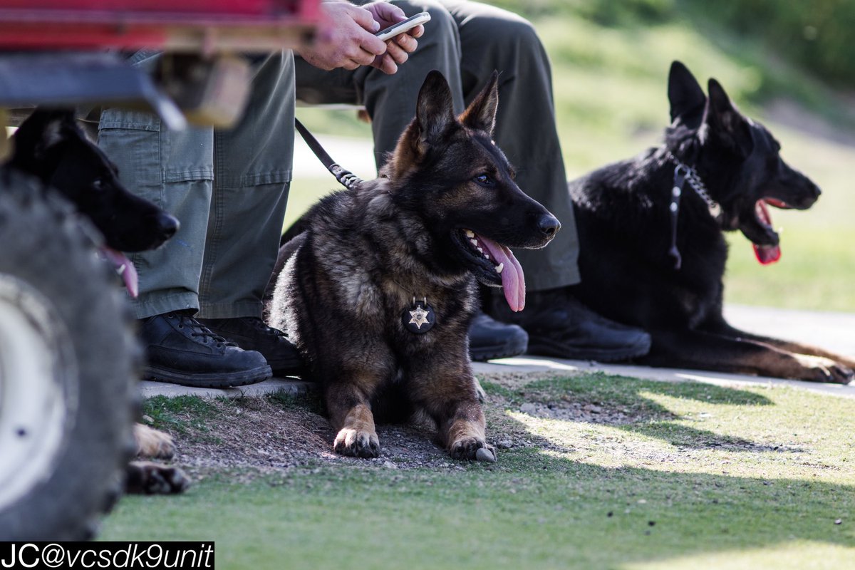 vcsdk9unit's tweet image. Some of the boys waiting for their turn! Sometimes it helps for K9s to watch other K9s perform a certain task. #K9partners #K9dino #K9chief #K9dano2