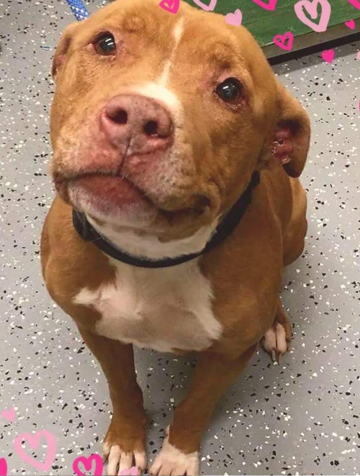 ISO Hospice Foster for Thumper. (How can you say no to that face?!) #charlotte #SouthCarolina #FOSTERING