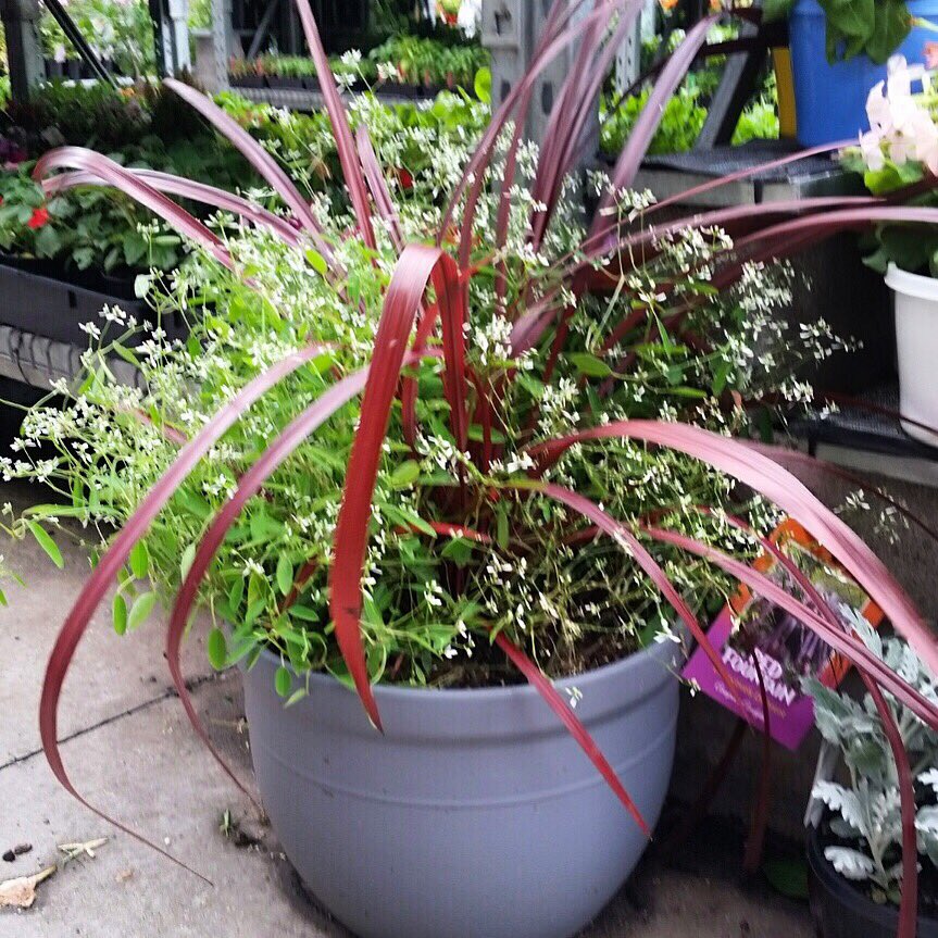 TesselaarPlants's tweet photo. Cordyline Red Fountain™ is available in a ready-made #mixedcontainer - what could be easier?! #cordylineredfountain #redfountain #cordyline #cordylines #foliage #foliageplant #anthonytesselaarplants #tesselaarplants #garden #easygardening #gardening #gardendesign #plants https://t.co/Cp07OhsXY3