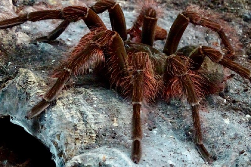 🇻🇪ベネズエラの「世界一」🇻🇪その2 世界最大のクモ、ルブロンオオ