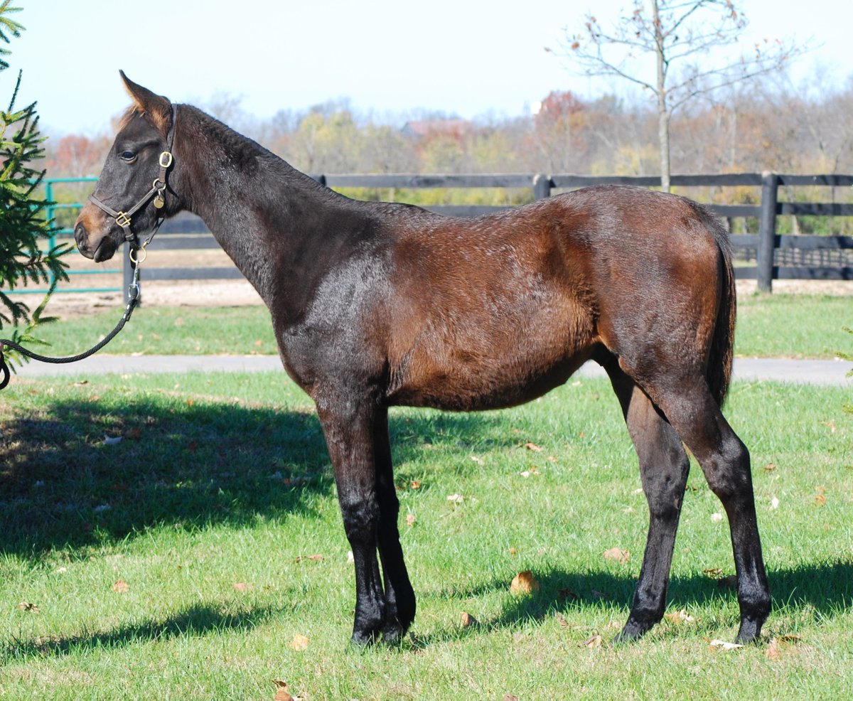 KatieRichFarms's tweet photo. Anyone recognize this handsome fella? 
Clue: He is the latest addition to the Kentucky Derby list of starters! So excited for this KRF bred colt! Best of luck to his connections, OXO Equine and Jerry Hollendorfer!

#Instilled Regard #RunForTheRoses
@KentuckyDerby https://t.co/4CLR9A1tt2