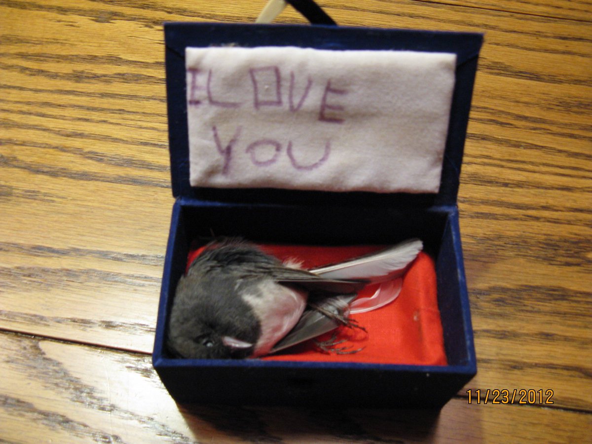 <a href="/AmazonSEDR/">Amazon Sant Esteve de les Roures</a> <a href="/BKLesRoures/">Roures King Sant Esteve</a> <a href="/Birrasantesteve/">Birres de Sant Esteve de les Roures</a> <a href="/324Roures/">324. FakerNius</a> <a href="/telepizzaSEDR/">Telepizza Roures</a> <a href="/TransitSEDR/">Trànsit SEDR</a> <a href="/mdRouresDe/">McRoures de Sant Esteve de Roures 🎗</a> De moment el nostre distribuidor és @CentroSant però podem arribar a un acord per comandes especials com tauts per a ocells. Potser interessarà a <a href="/ocellairesSER/">Soc. Ocellaire Sant Esteve de les Roures</a> i <a href="/firamfiram/">Ocells Sant Esteve de les Roures</a> #JaVindras #FunerariaRoures #SantEstevedelesRoures