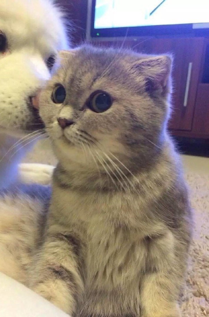 smalltenimal's tweet photo. https://t.co/a1IWb4SdRn
