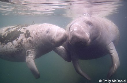 OurOcean's tweet photo. Happy #ManateeMonday https://t.co/6cUhZZUoxi https://t.co/bRNg7fiOdB