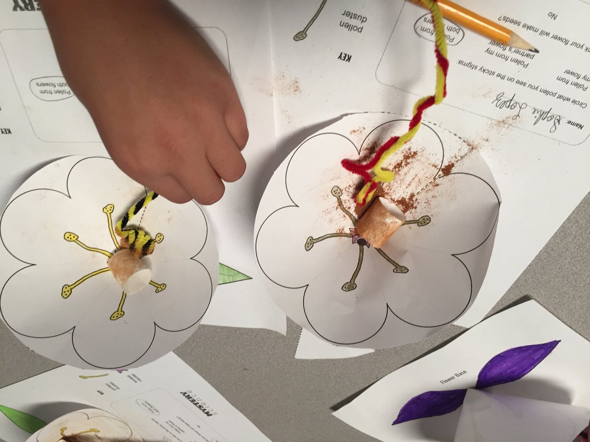 Mrs_Tavernetti's tweet photo. Learning about pollination and the importance of bees through a @MysterySci hands on simulation really solidified new concepts! @rcsdblueoaks https://t.co/accU3dYfJp
