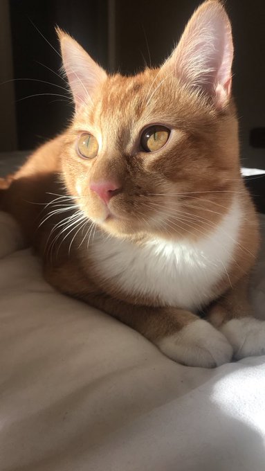 Pumpkin has the prettiest eyes https://t.co/eMHTGLfg9j