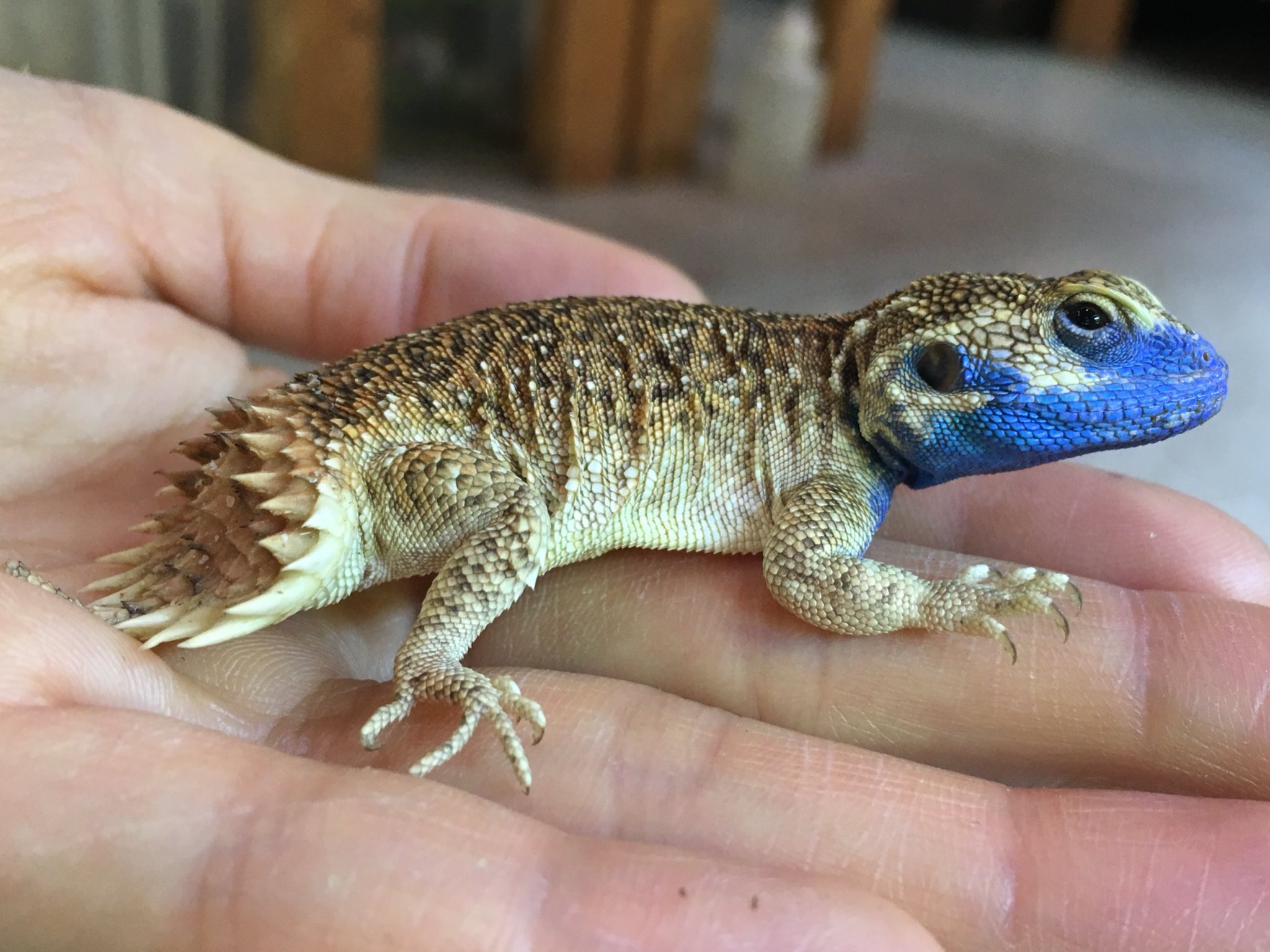 爬虫類倶楽部 大宮店 テイラーカワリアガマ 興奮すると青くなる エチオピア などに生息する 乾燥系小型アガマ びっくりすると巣穴に逃げ込み 自身の尻尾で入口を塞ぎます 以前巣穴を作って管理した際は 蓋をされると本当に捕まえられませんでした