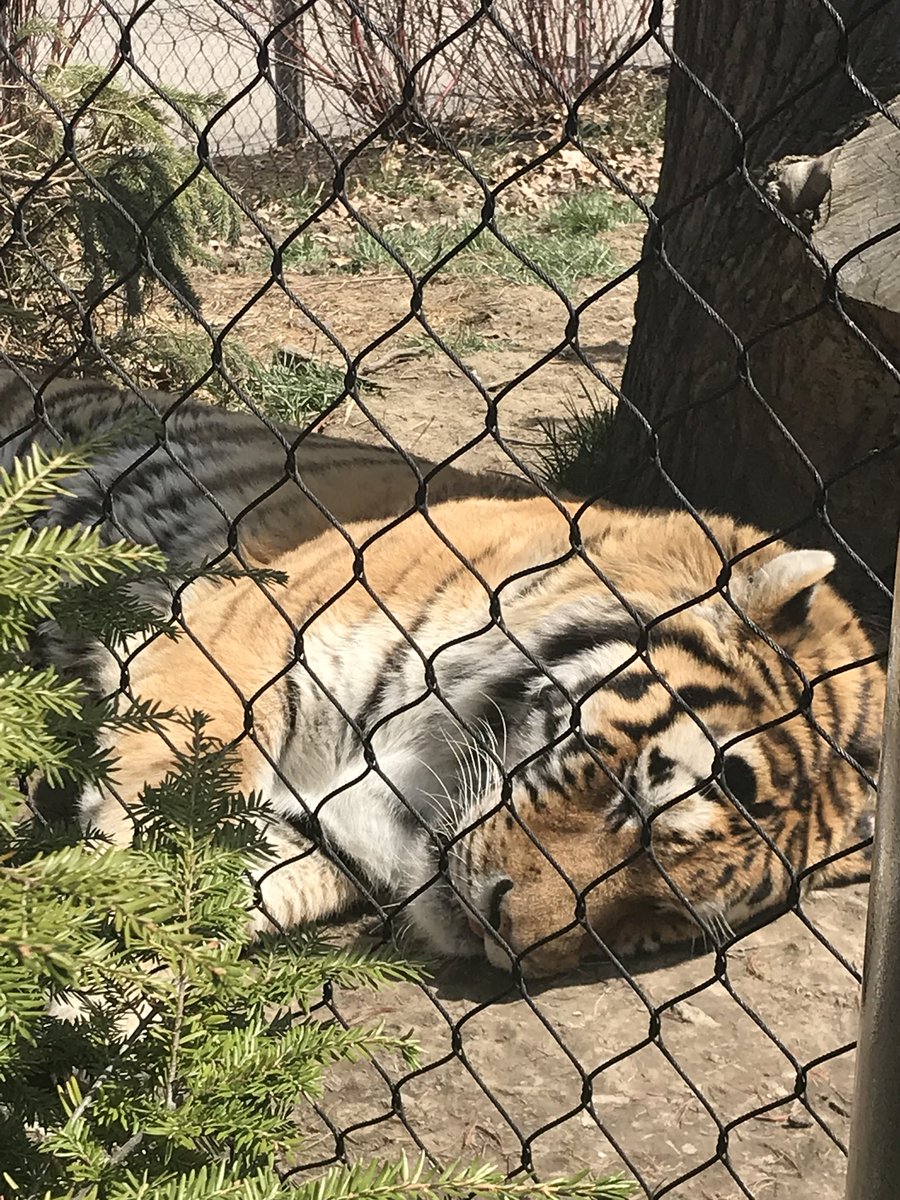 Brandii_Dalton's tweet photo. Got to see this big kitty up close during its cat nap today at the @clemetzoo #ZooLife #cle #clezoo https://t.co/kevpCCZgi3