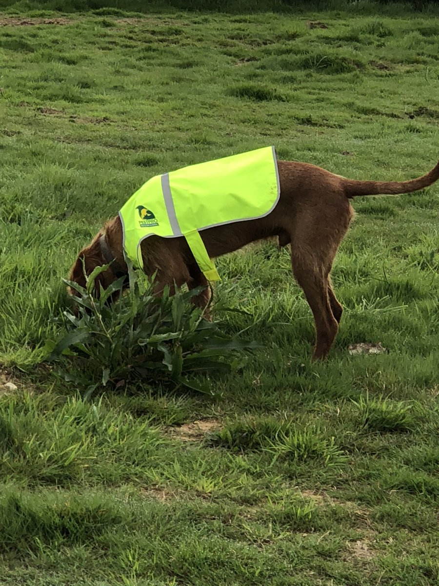 Max our HWHV is on the scent on ground nest bird duty down in Chichester this morning along with Lucy our Setter.