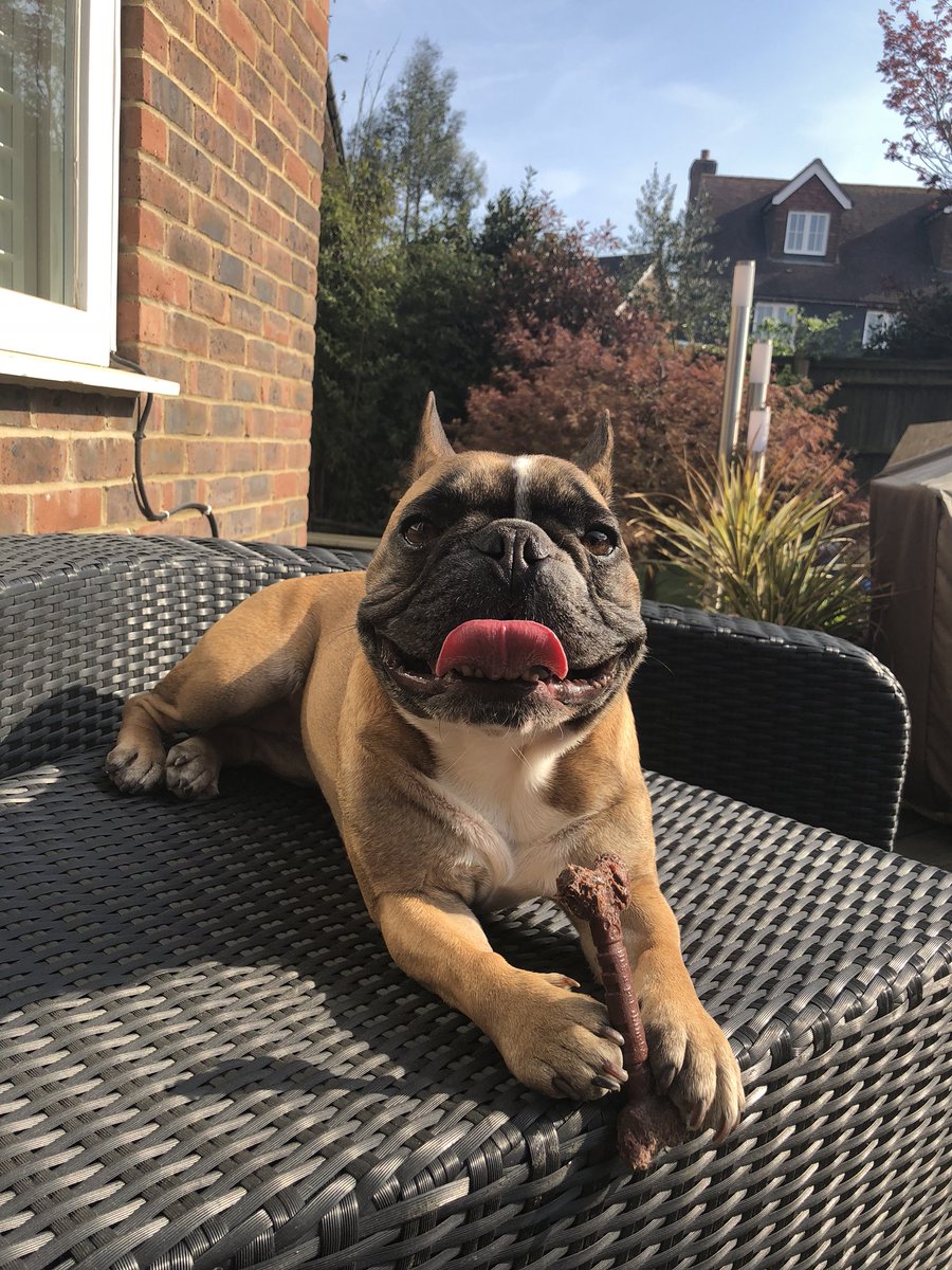 WinstonBulldog's tweet photo. #Frenchie #FrenchBulldog https://t.co/E8F7jAaSgq