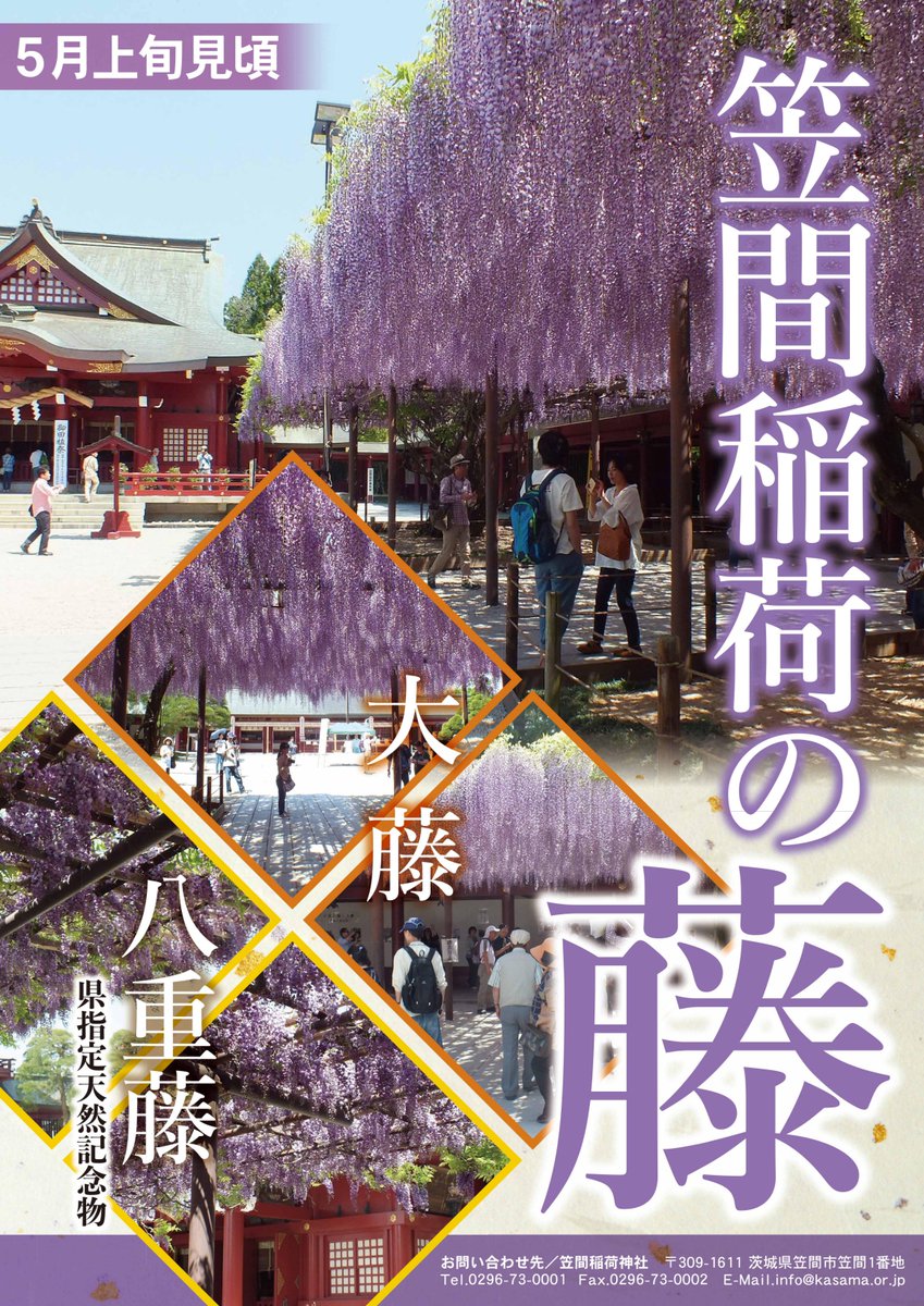笠間稲荷神社 今年は藤の生育が早く 見頃を迎えております ぜひ お越し下さい 笠間稲荷神社 今年は藤の生育が早く 見頃を迎えております ぜひ お越し下さい