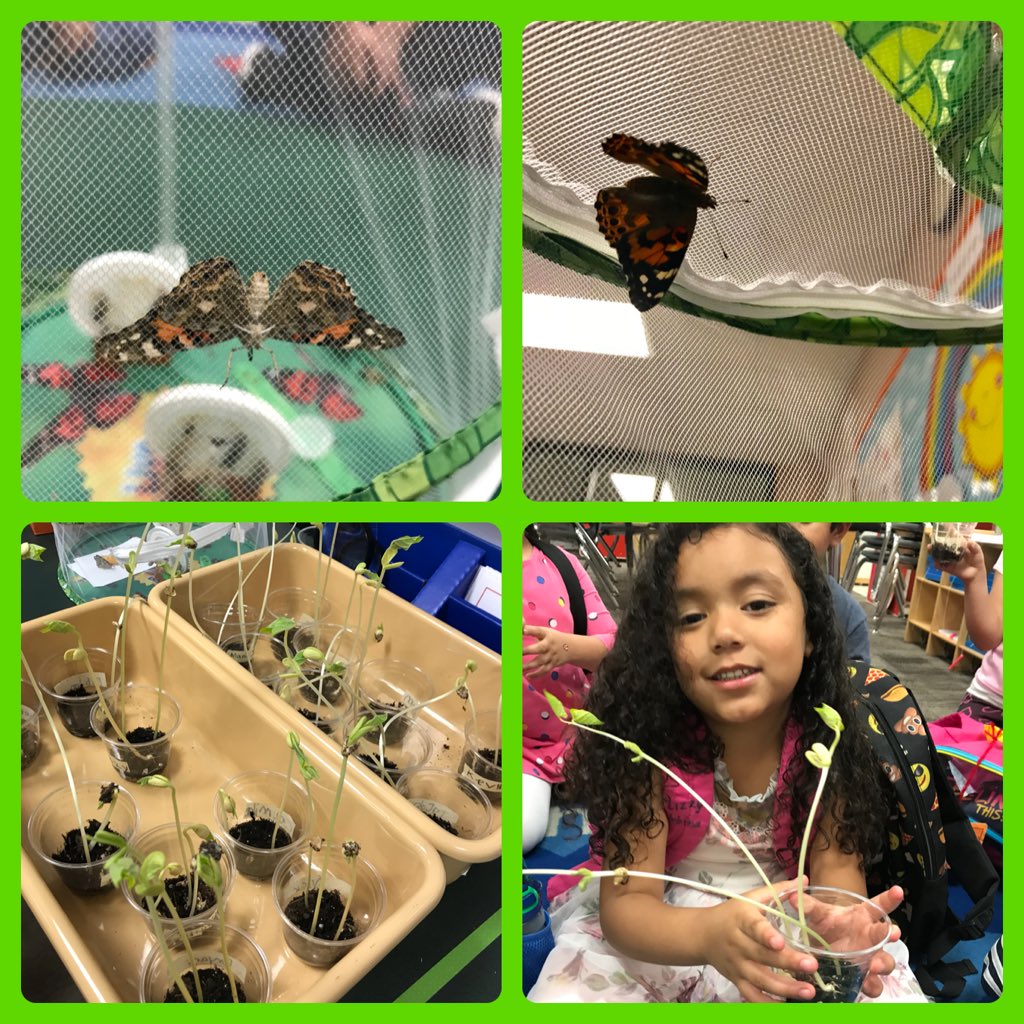 What a great surprise, some of the butterflies came out of their cocoon and our plants grew! We had wonderful discussions about caring for plants and animals. #makeeverydayearthday #drive4purpose @HumbleISD_HE