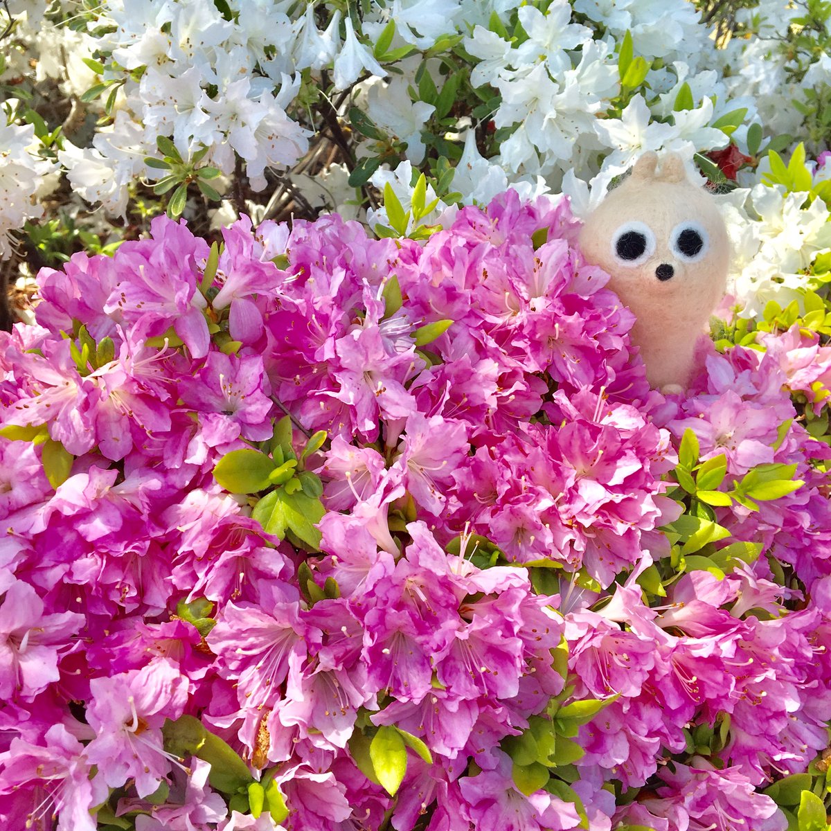 coatibreak's tweet photo. 最近暖かい日が多かったからか、街中でピンクや白のツツジの花をよく見かけるようになったね♪

#花 #flower #ツツジ #つつじ #四季 #春 #コーティーブレイク #休憩中 #休憩 #ブレイクタイム #ひと息 #ゆるキャラ #コーティー #yuruchara #アカハナグマ #coati #animal #kawaii #japan https://t.co/aaiLmq3SDH