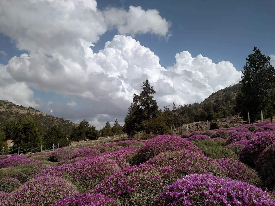 abjaan1's tweet photo. Some pictures I took in my home city &amp; this is how to looked today #Ziarat https://t.co/MSSyMrPCmT