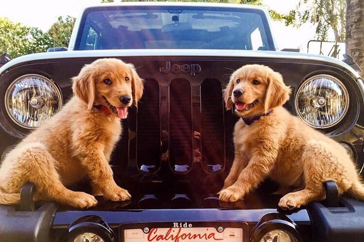 Jeep_Life's tweet photo. This is goals. 🐶🐶 https://t.co/9hAtTakMyo