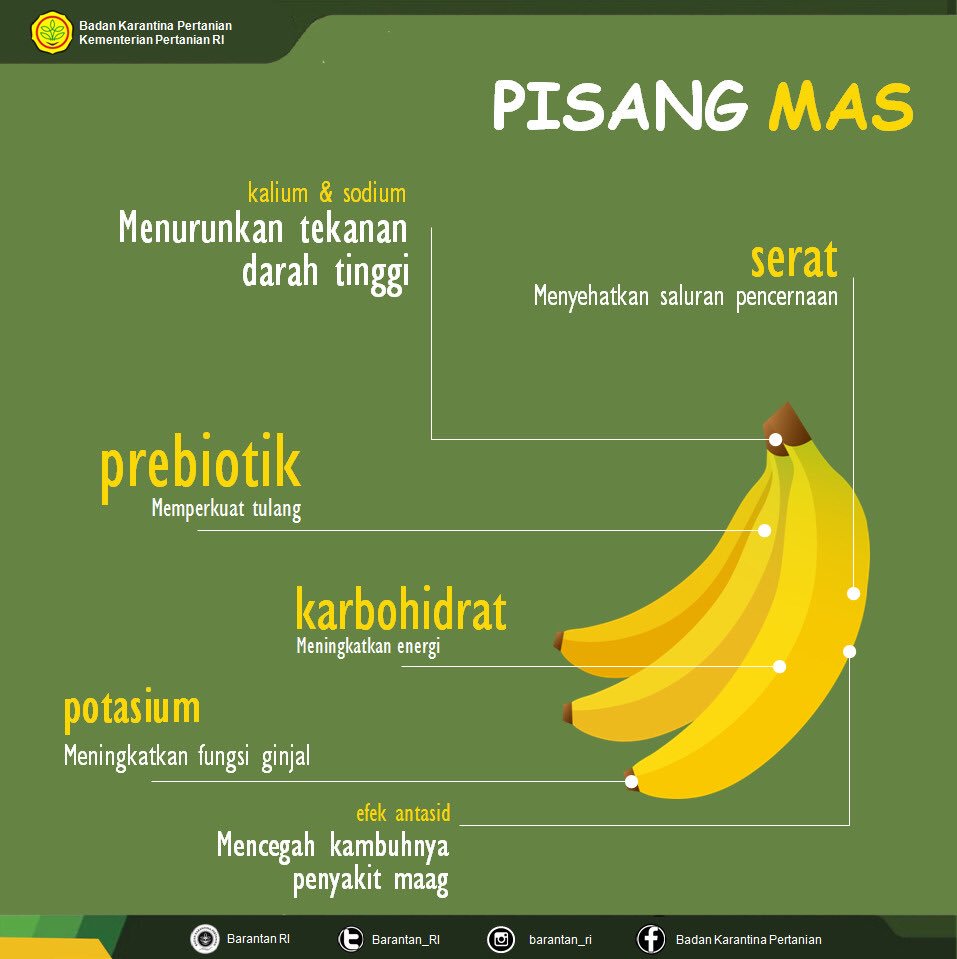 badansdm's tweet photo. Pisang Mas miliki banyak khasiat lho #SobaTani, rasanya khas dan bentuk yang mungil sedang sangat digemari masyarakat, kini mulai tembus pasar dunia. #PetaniKita di Tanggamus melihat peluang ini @kementan @Barantan_RI 
#PisangKitaMendunia
#EksporPertanian2018
#KawalPetani https://t.co/brI3V16511