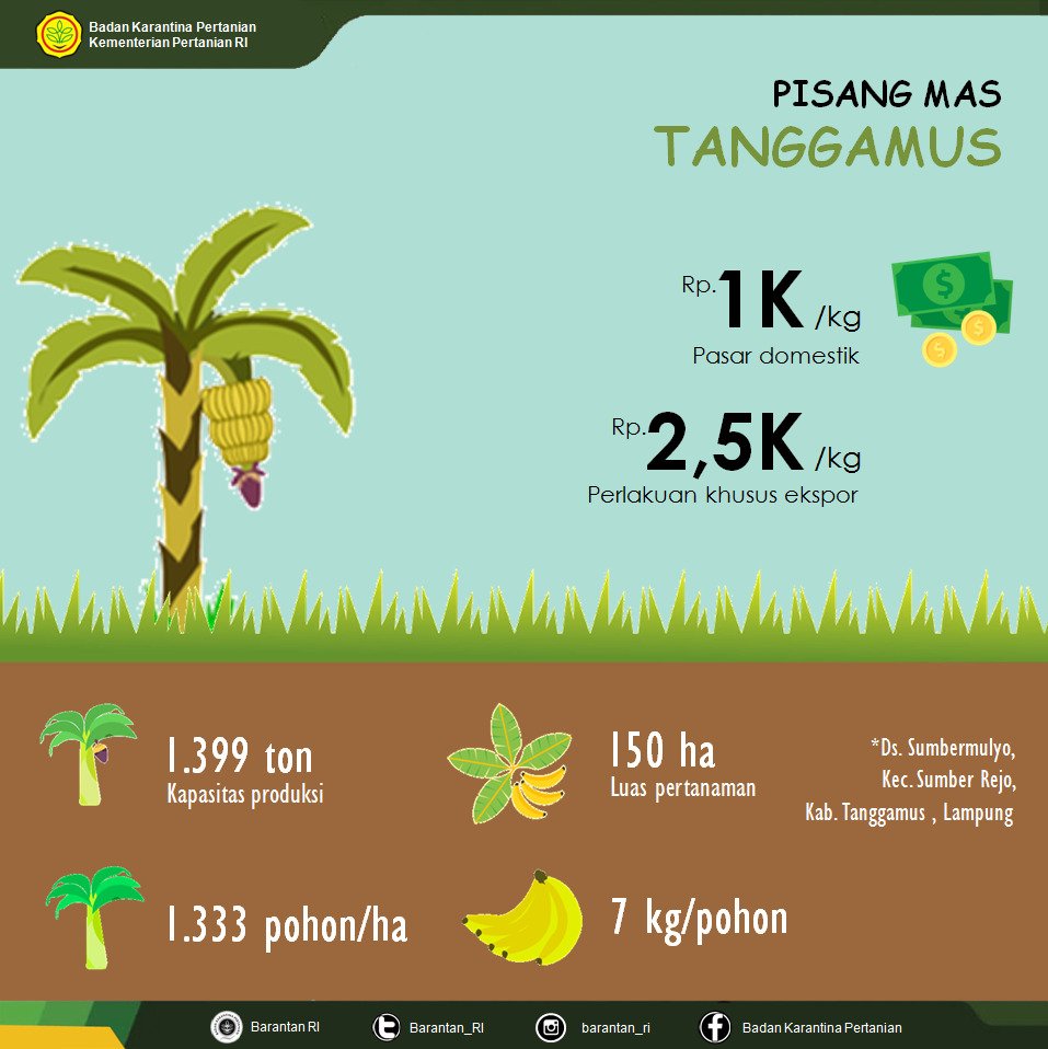 Ditjen_TP_News's tweet photo. Berikut data teknis, harga dan produktivitas pisang Mas Tanggamus
Terobosan kebijakan yang berpihak pada kesejahteraan petani terus ditingkatkan.
#PisangKitaMendunia
#EksporPertanian2018 https://t.co/LmGxqkPI9z