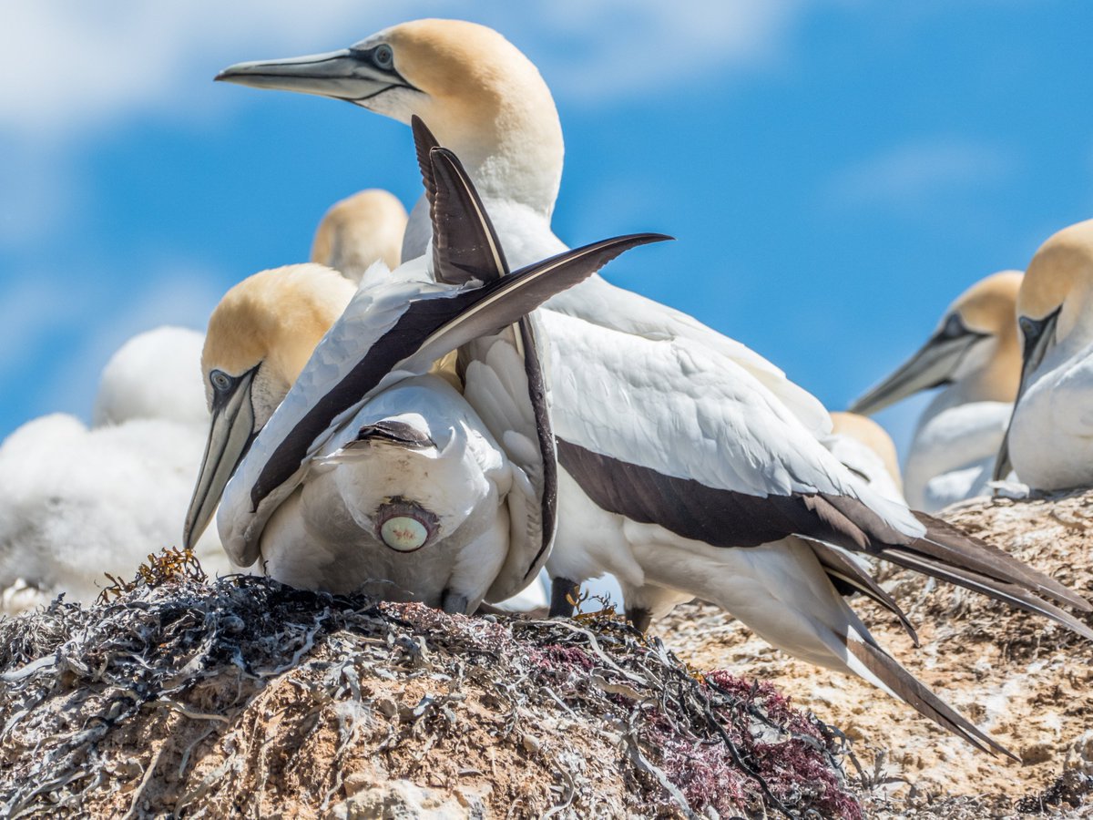 @AKTravel_UK #TravelMoment #NewZealand #CapeKidnappers   I was lucky enough to be in the right place , at the right time, to capture this gannet, laying an egg.