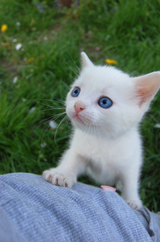 nomorejenos's tweet photo. / / comfort kitten and play / / 
☁️ , lee ty nct aka ty track , ☁️ https://t.co/JbZaz3AIRv