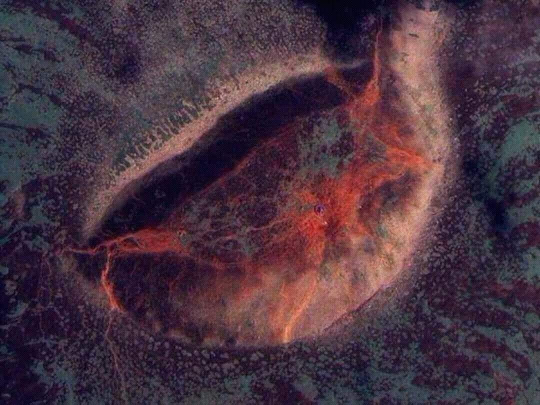 "Бурхан Халдун"г Францчууд хиймэл дагуулаас хараад хүний гараар бүтсэн асар том байгууламж байна гэж үзжээ