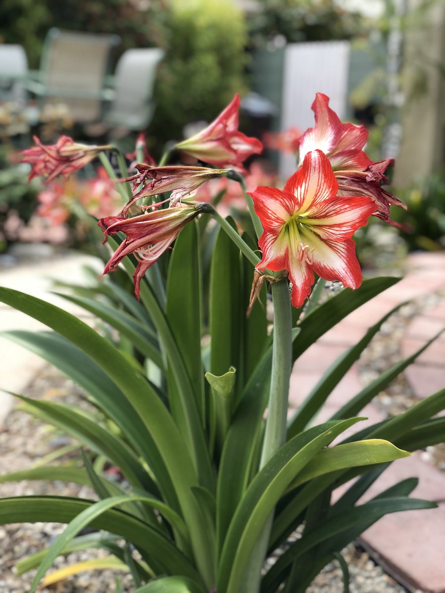 Spring is hitting in and the nature’s beauty is just shining 🌺🎋