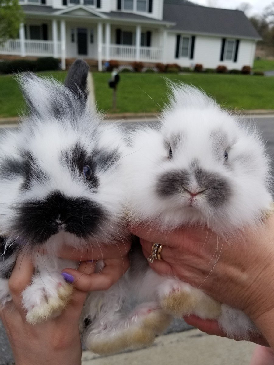fluffy dwarf bunnies