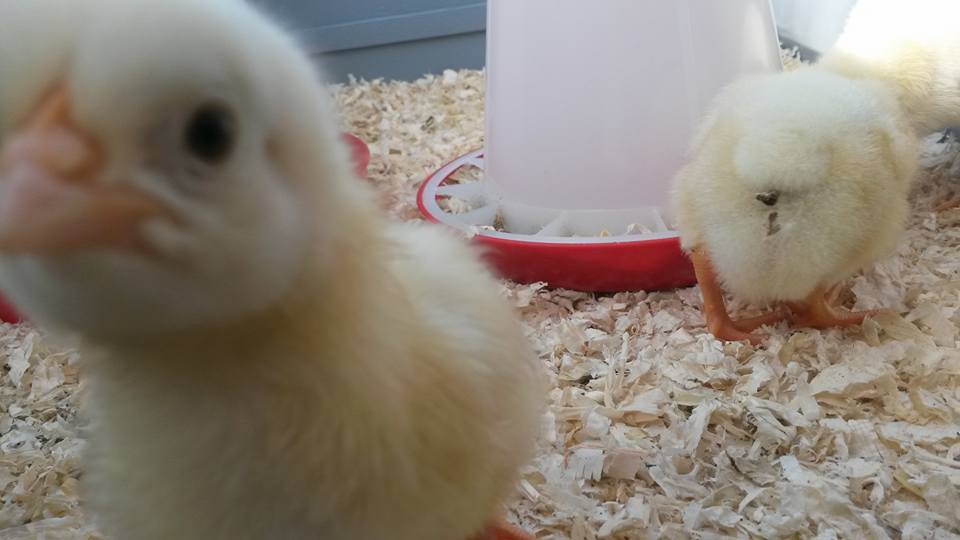 Hallo kuikens! - mailchi.mp/bf8529448a49/h… #ei #kuiken #kip @foodupbrabant