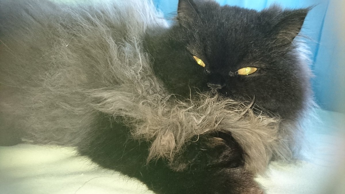 HotTintenfieber's tweet photo. Anubis macht es richtig. Entspannt durch den Tag 😍

#cats #meaw #cute #cutecats #cutekitten #lovemycat❤️  #kitten #kitty #sugar #catinmylive #perser #persercat #persercats #kitten #babycat #littlecat https://t.co/DAzOuWJq6Z
