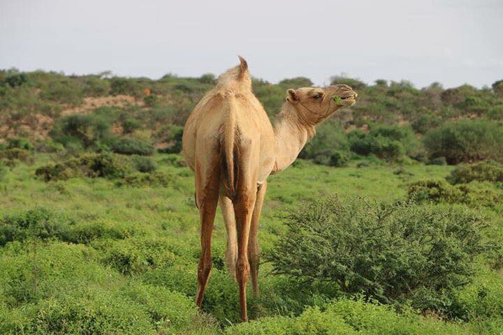 M_abdi_shire's tweet photo. no one can imagine, look at this beautiful , this is regional NUGAAL SOMALIA 🇸🇴 #الصومال_تتحدث #Somalia_speaks https://t.co/P0AGOcH1v6