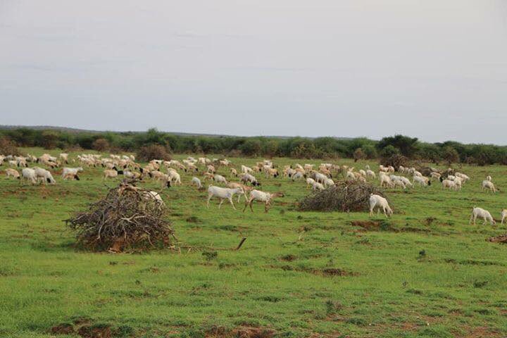 M_abdi_shire's tweet photo. no one can imagine, look at this beautiful , this is regional NUGAAL SOMALIA 🇸🇴 #الصومال_تتحدث #Somalia_speaks https://t.co/P0AGOcH1v6