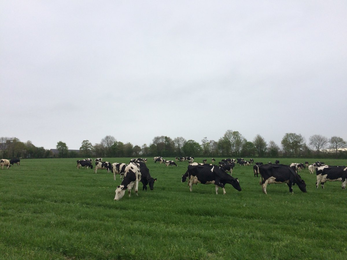 AlexaPrst's tweet photo. Nouvelle journée, nouveau #Paddock pour les #Vaches laitières. Elles change tout les jours de #Paddock pour une meilleure valorisation de l’herbe 🐄☀️
#Ceuxquifontdulait 
#JeuneAgriculteur https://t.co/Cms3pHPTTP