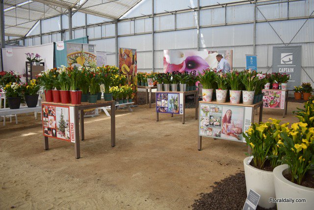 A small impression of the successful California Spring Trials 2018. floraldaily.com/article/15039/… … #CAST2018 #captaincalla Photos: <a href="/FloralDaily/">FloralDaily</a>