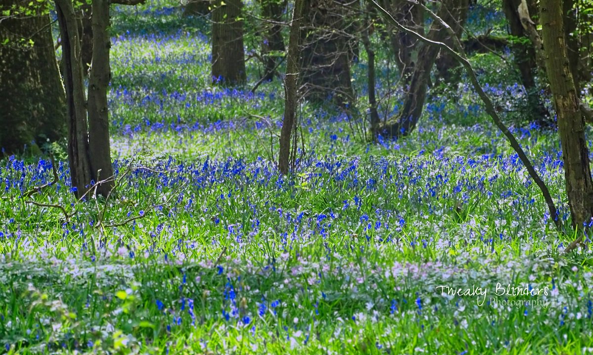 On the Mooch at Bluebell Walk Arlington, East Sussex @BBCWthrWatchers @BBCSussex @bbcsoutheast  @Kate_Kinsella  @SussexLifeMag @SussexWeather @holycow_seaford @pad2pad #bluebellwalk @bluebellwalk #bluebells