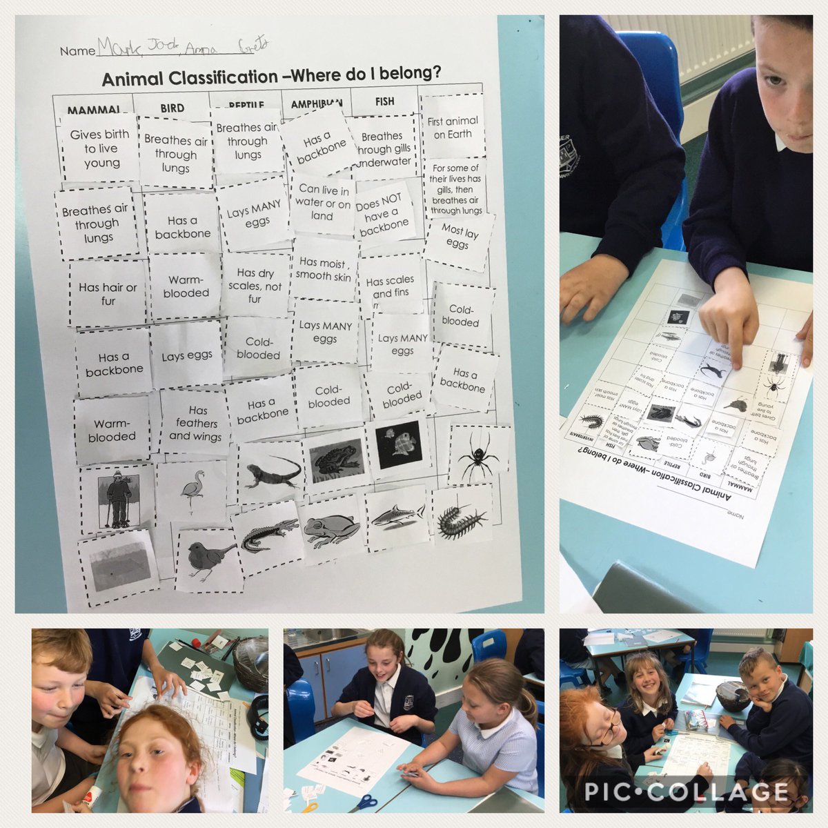 LangerPrimary's tweet photo. Year 5 have been busy classifying animals - have they got them all correct? #seahorses #classifyinganimals https://t.co/20iJn0W1eI