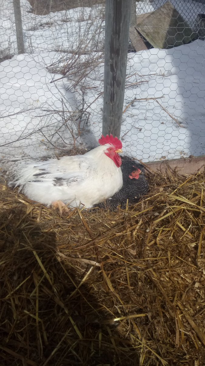 Snuggling in the sun.