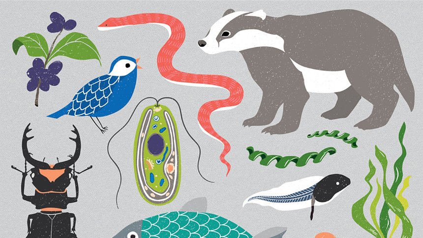 SPIEGEL_Wissen's tweet image. Bis zu 15 Millionen Genome: Forscher wollen Erbgut aller Arten entziffern dlvr.it/QQZG7y