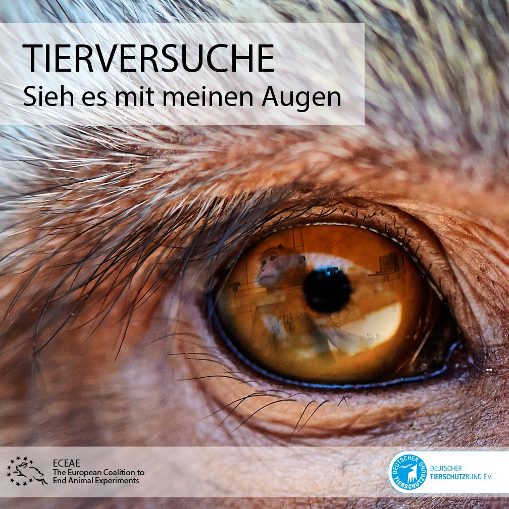 Mit der europäischen Kampagne „See it through their eyes“ wollen wir mit unserer Partnerorganisation European Coalition to End Animal Experiments #ECEAE am heutigen #TagdesVersuchstiers auf das Leid der Tiere im Versuch aufmerksam machen. tierschutzbund.de/tierversuchspr… #Tierversuche