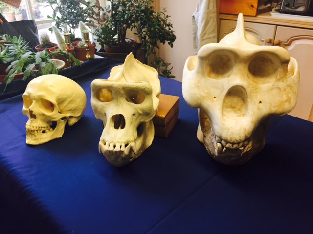 So began the story of a truly fantastic beast, which has been the subject of unanswered questions and controversy since von Koenigswald’s discovery. 
Its name: #Gigantopithecus 
#skullblog by #DrRichardThomas via <a href="/Skull_Society/">Skull Society</a> skullappreciationsociety.com/blog/reconstru…