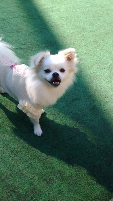 تويتر 北大路みみ على تويتر 親戚に お前の犬ぶさいくだ何でこんなの飼ってるの本当にブス って言われて犬を蹴られた それぞれ勿論好みもあるし目の前で言うのも勝手だけど 自分の可愛い犬にそんな事されたらこっちにも勿論殴る権利はあるからね تويتر 北大路みみ على تويتر 親戚に お前の犬ぶさいくだ何でこんなの飼ってるの本当にブス って言われて犬を蹴られた それぞれ勿論好みもあるし目の前で言うのも勝手だけど 自分の可愛い犬にそんな事されたらこっちにも勿論殴る権利はあるからね
