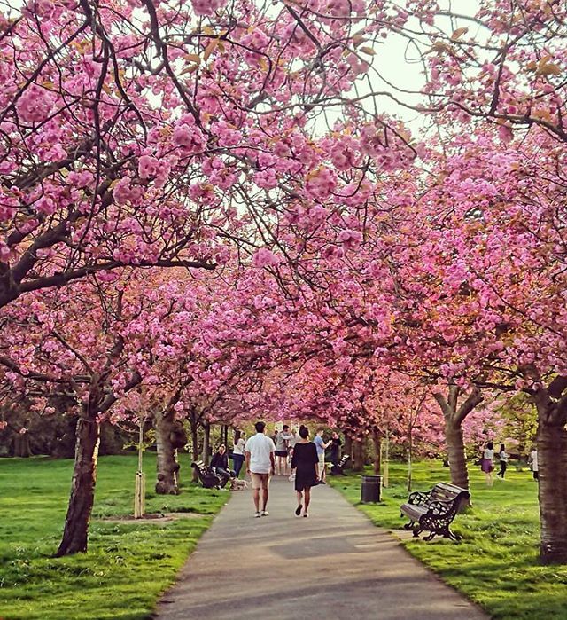 Londongramer's tweet photo. Need a walk?! 🌸 #Greenwich park is pretty sweet! 💗 Lovely snap from @loulou_m_k 💕 || #thisislondon #greenwichpark https://t.co/gcYuP8cnXp https://t.co/mhHyCF9qtI