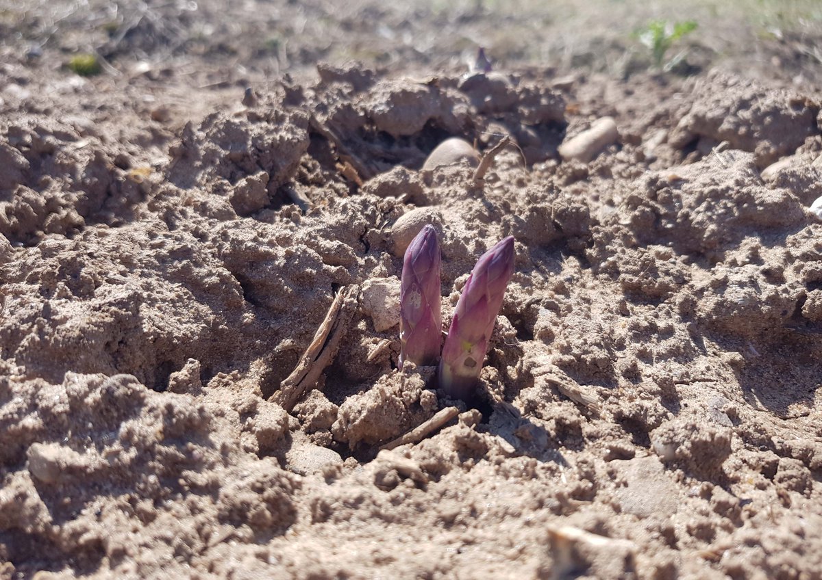 Straight from our supplier - First pictures of our UK Asparagus this year!